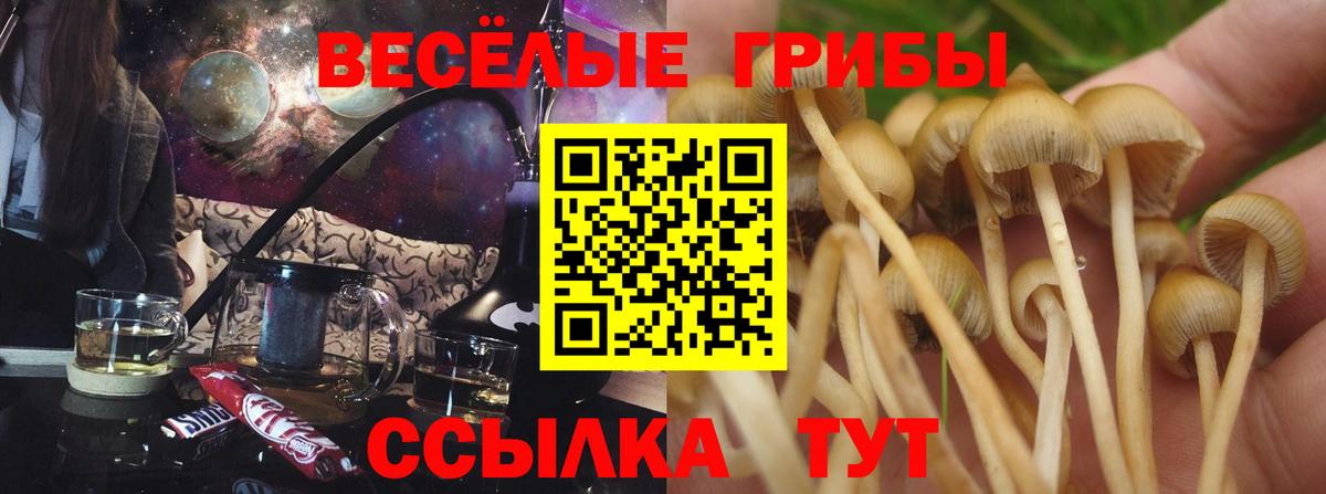 Галлюциногенные грибы Psilocybine cubensis Щёлково